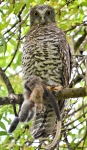 Powerful Owl with Ring tail 17 April 2020 1b in Fairfield by Craig Lupton