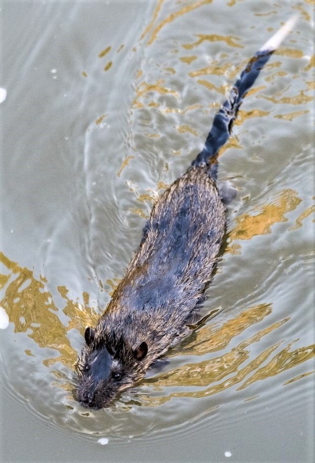 Rakali swimming Michael Hamel Green
