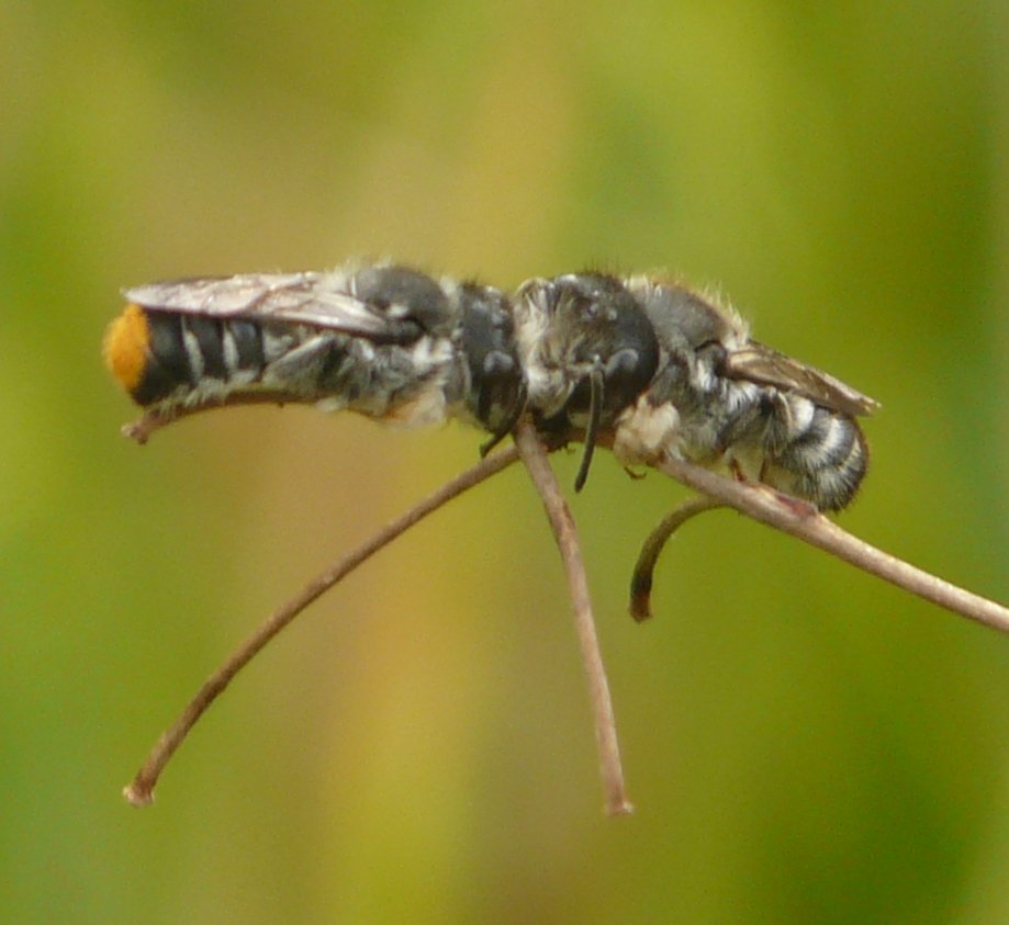 Resin Bee males cropped