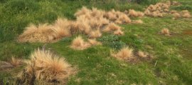 Serrated Tussock controlled 2