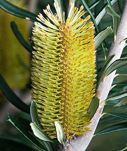 Silver Banksia JJ Harrison sm