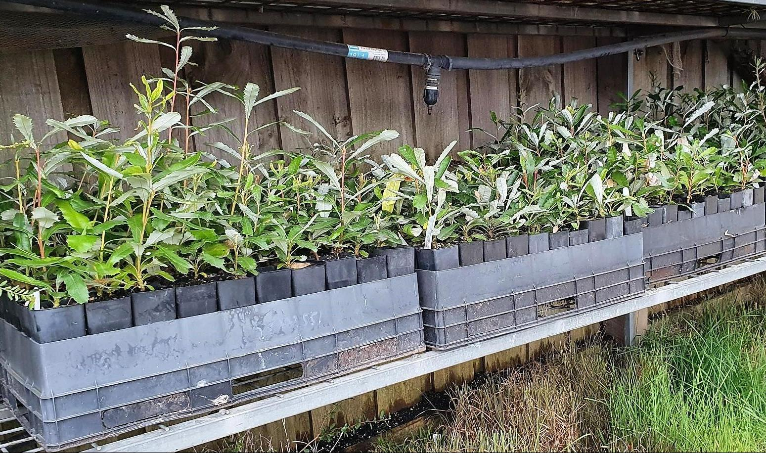 Silver Banksias at MCMC