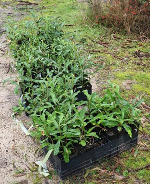 Silver Banksias in yard