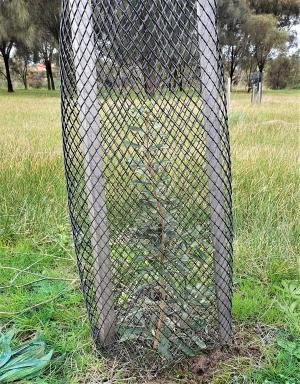 Siver Banksia planted