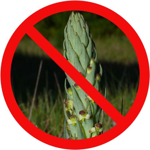 South African Weed Orchid editedWeb