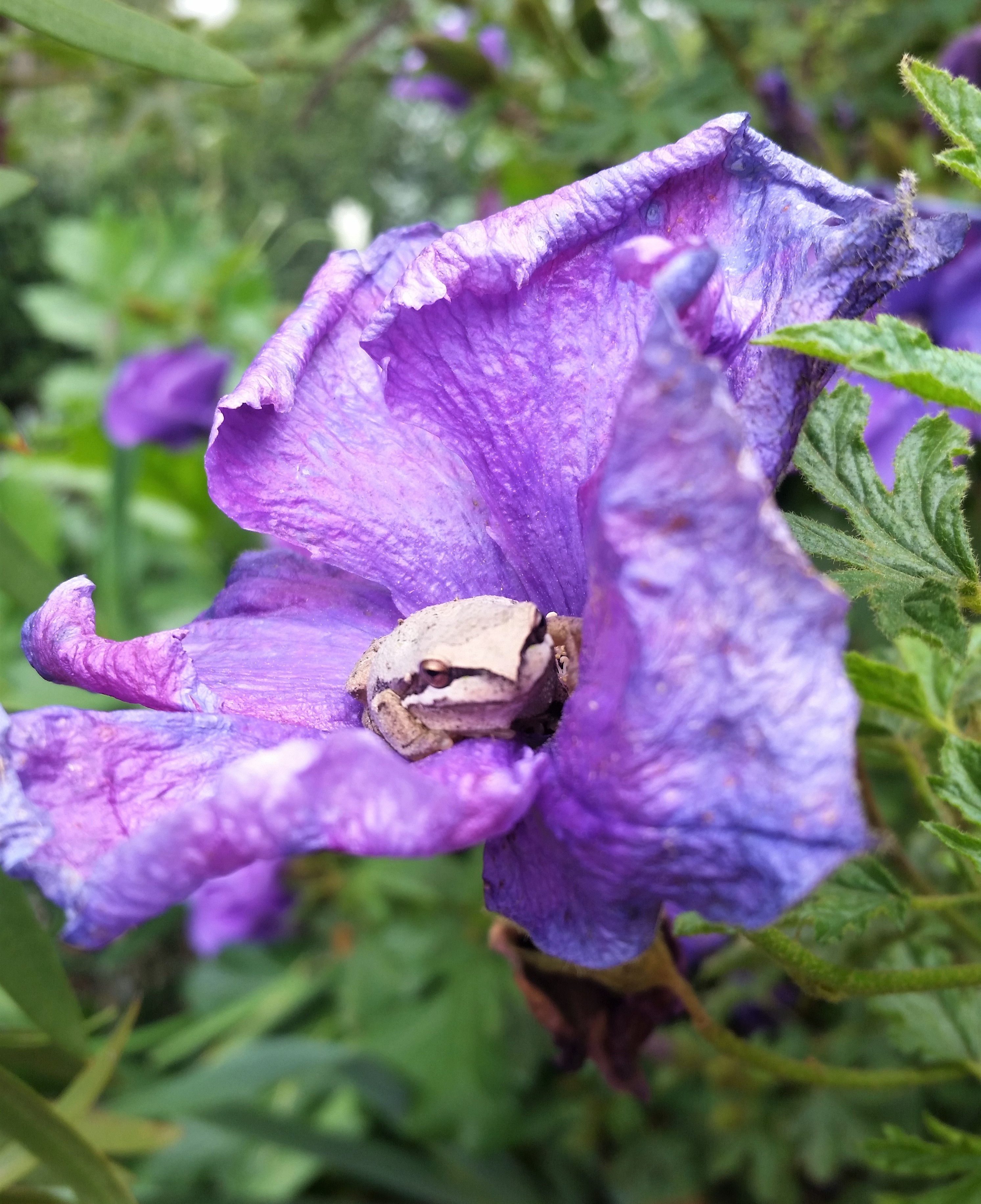 SouthernBrownTreeFrogWendyPurcell