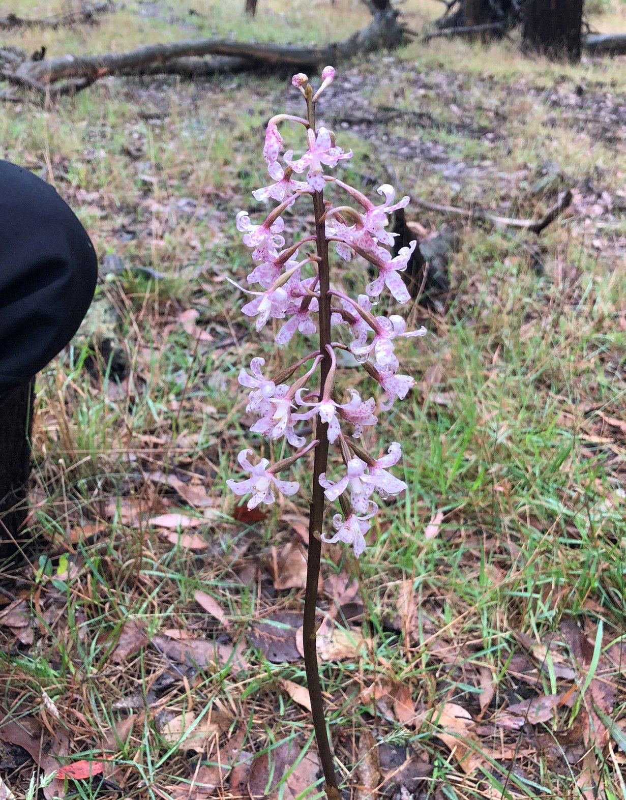 Spotted Hyacinth Orchid 1