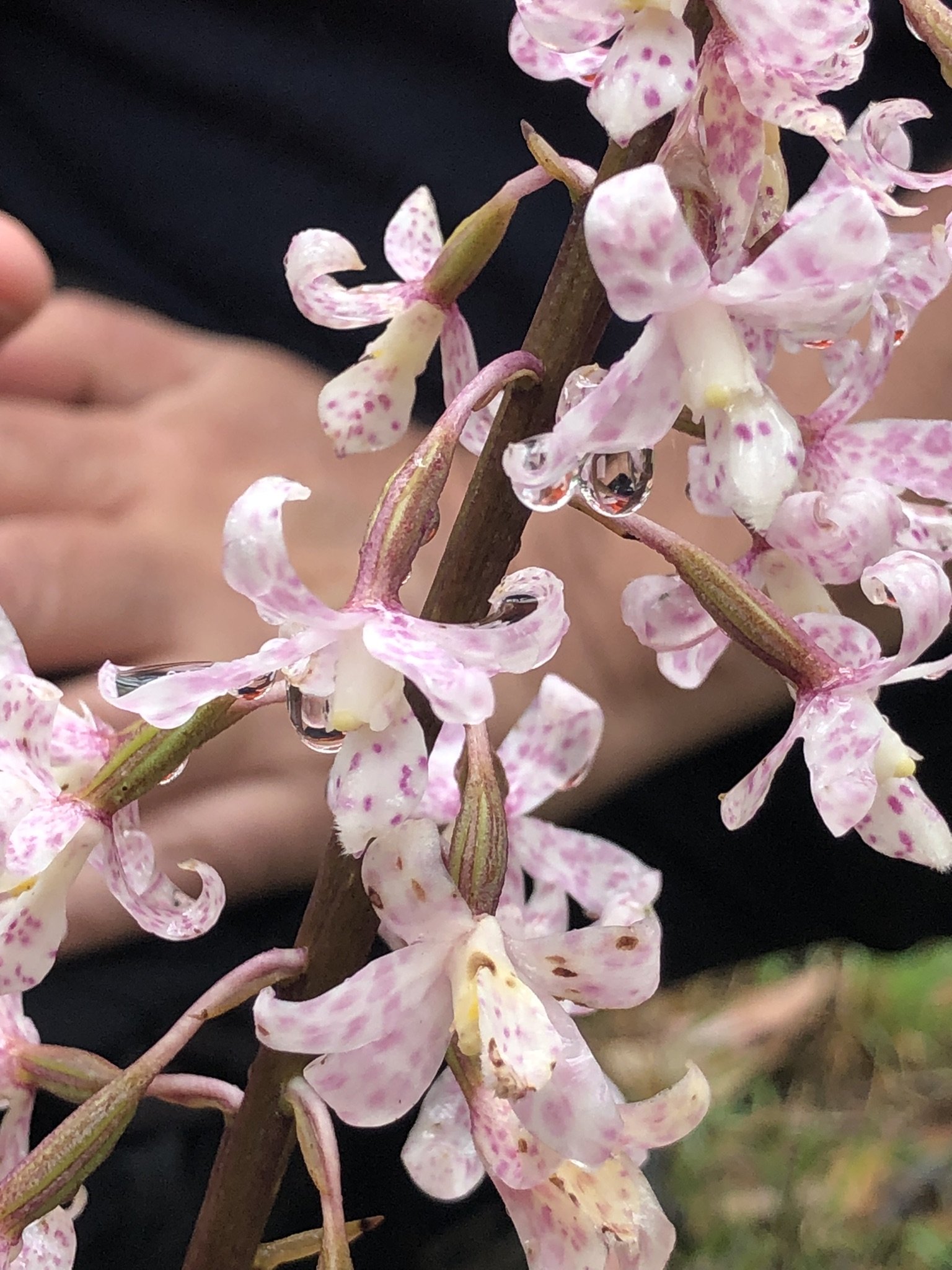 Spotted Hyacinth Orchid 3