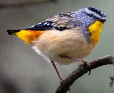 Spotted Pardalote cropped P Mollison