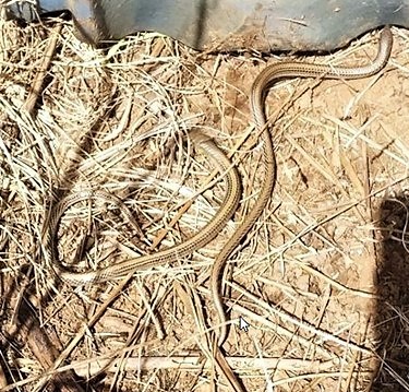 Striped Legless Lizard