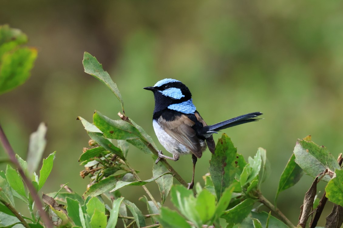 Superb Blue Wren 2