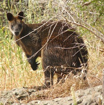 Swamp Wallaby
