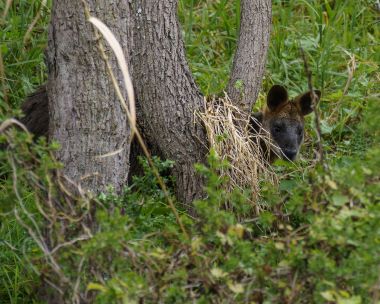 Swamp Wallaby near Lorne Street by Peter Mollison 380px