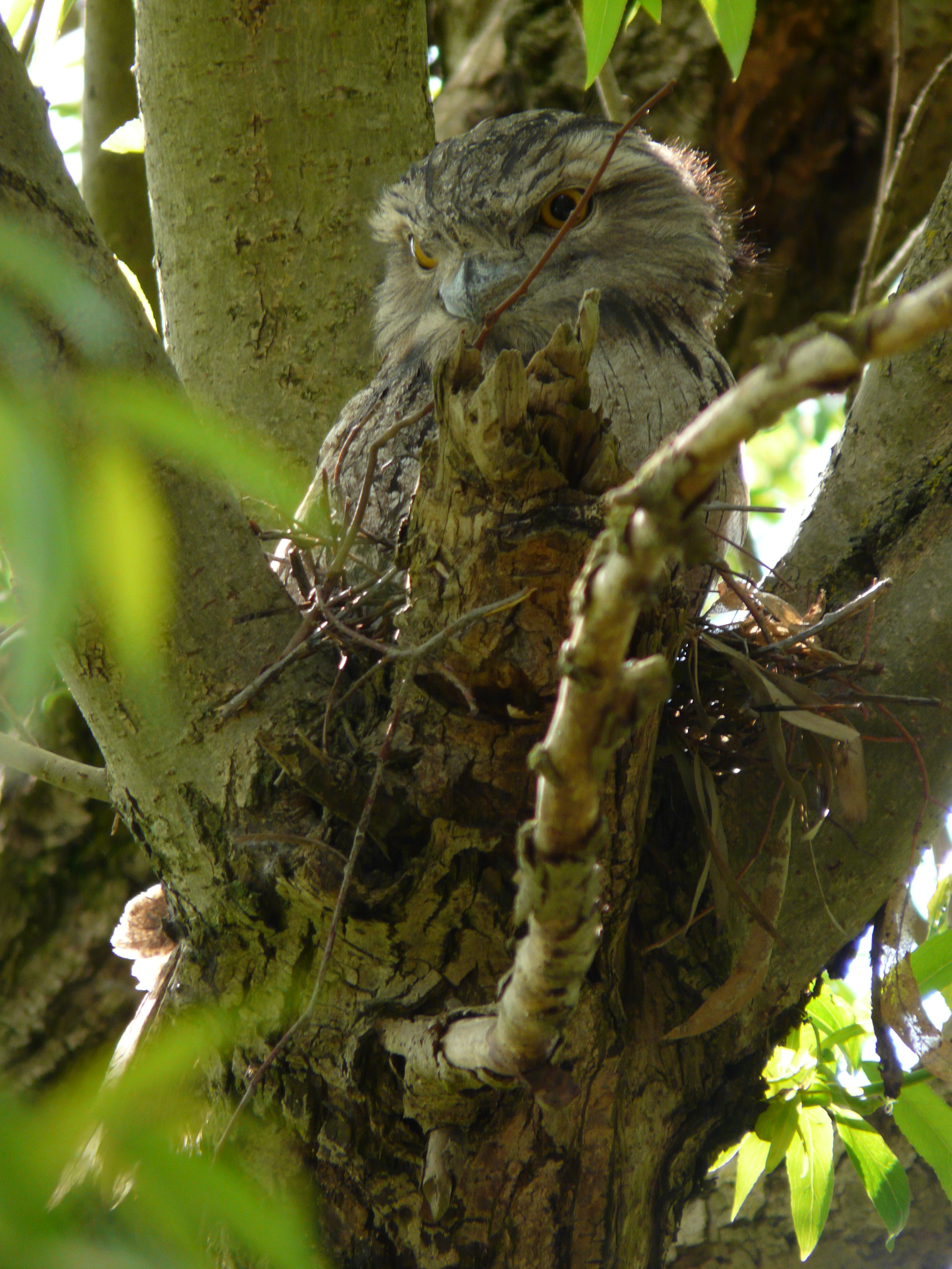 Tawny Frogmouth on nest at CERES