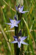 Thelymitra sp 1