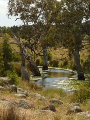 Upper Merri Creek