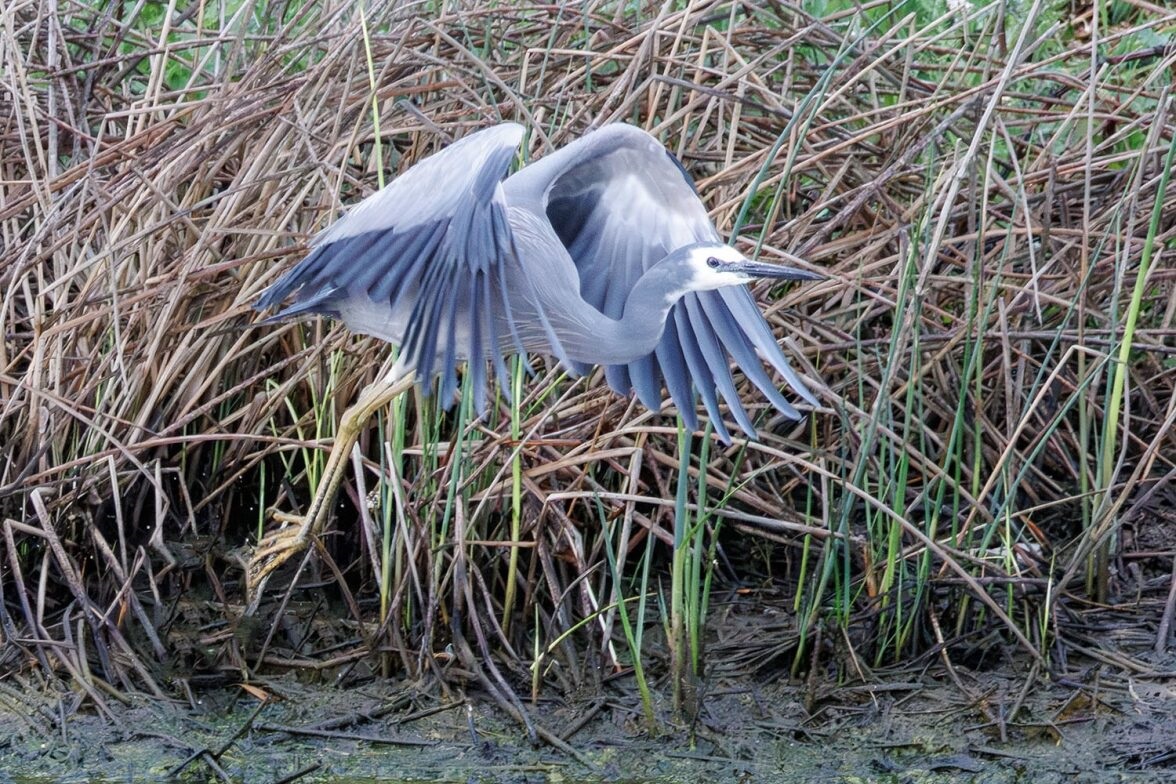 WF Heron2