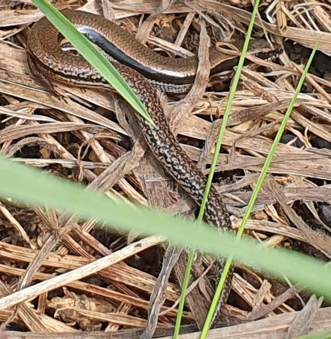 Bougainvilles skink