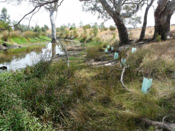 Merri Creek in Merriang