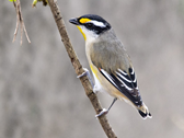Pardalote