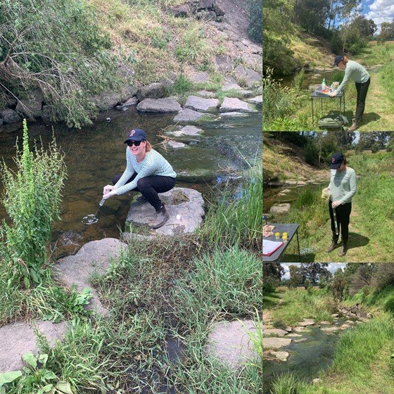 Salli doing DNA sampling on Moonee Ponds Creek Strathmore