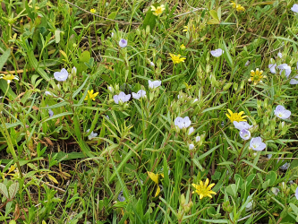 Slender Speedwell Brackish Plains Buttercup