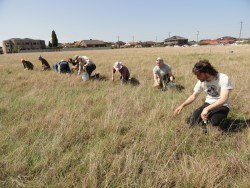 Weed Orchid SWOT2 1 web