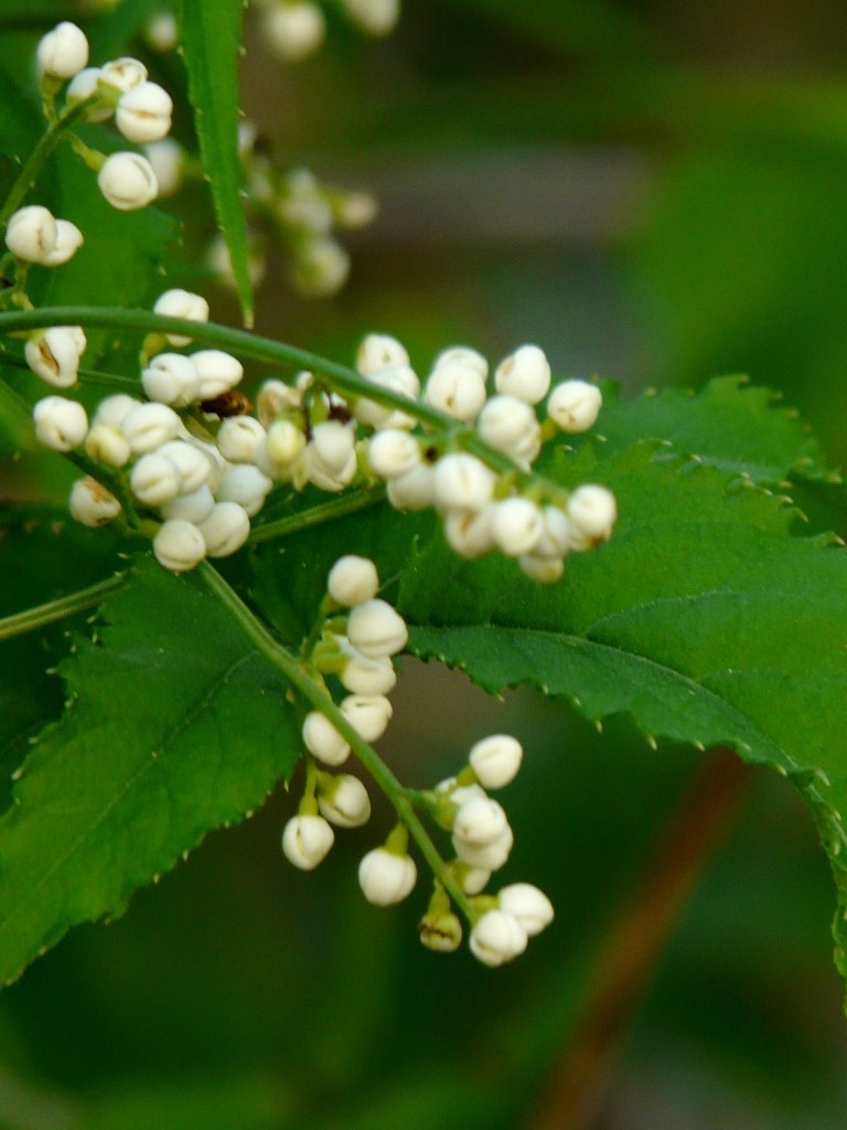 White Elderberry Flowers