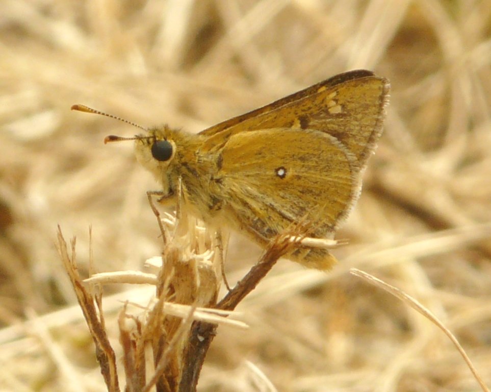 Yellow Ochre butterfly
