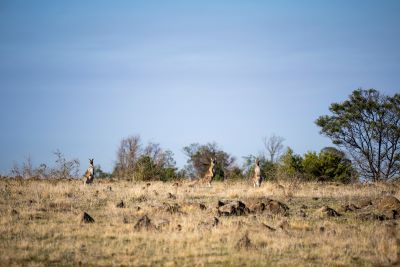 galgi ngarrk kangaroos 400px