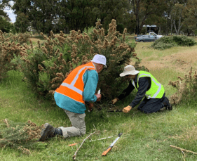 gorse control