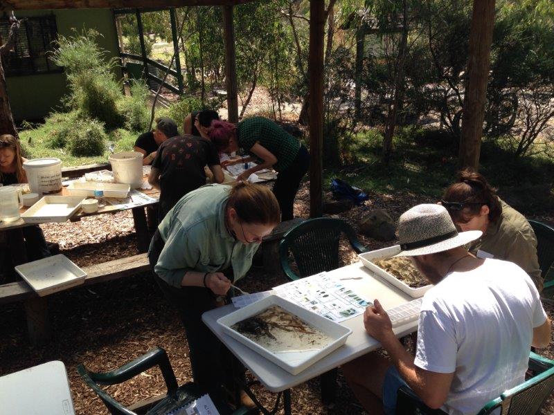 Participants identifying waterbugs at the waterbug census