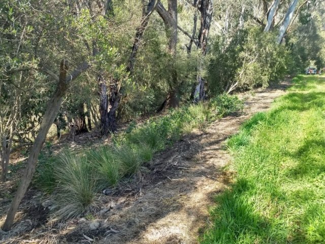 Big River understorey establishing
