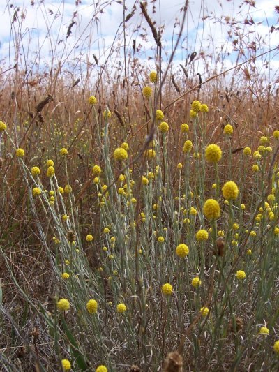 Calocephalus citreus at Cooper Street Grasslands Western extension