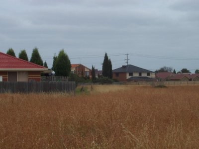 Eastern Grey Kangaroos at Central Creek Grassland