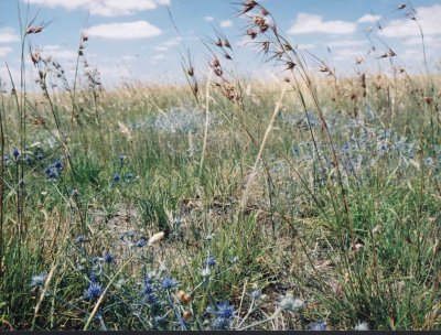 Blue Devil at Galada Tamboore Grasslands