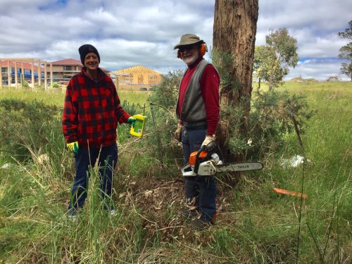 WEG rail reserve working bee 2021 cutting and painting using chainsaw
