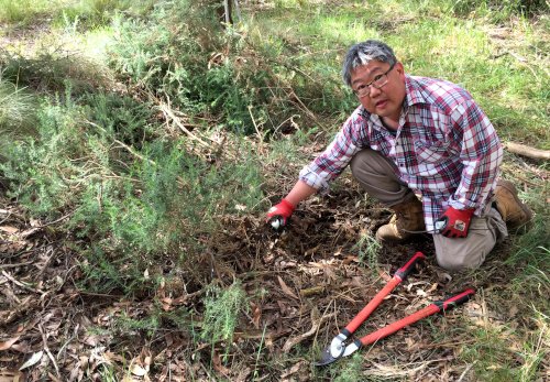 WEG rail reserve working bee 2021 cutting and painting with loppers