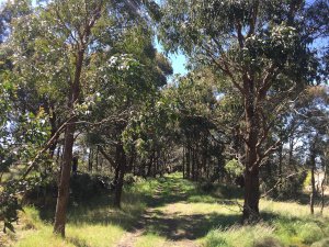 Wallan rail reserve showing eucalypts with a grassy understorey