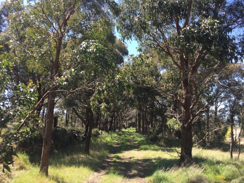 Wallan rail reserve showing eucalypts with a grassy understorey