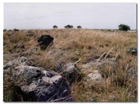 Craigieburn Grasslands in Late Summer