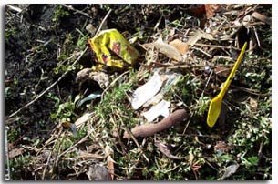 Environmental imacts