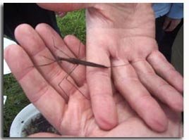 A Needle bug collected from the section of Merri Creek which runs through Galada Tamboore