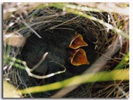 Pippit Nest – ground nesting bird