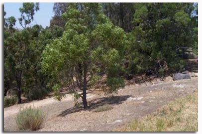 Moomba Park is now a valuable habitat site