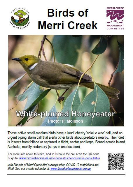 White plumed Honeyeater poster web