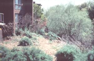Albion Street, East Brunswick 1982