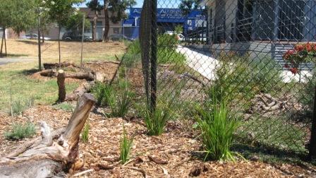 Croxton Special School garden After 2014