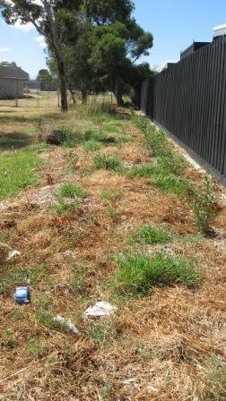 Tomastown Sec garden 2014