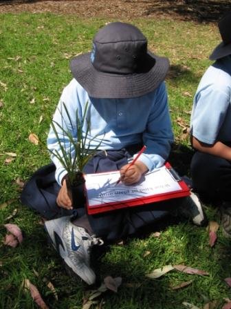 A student doing botanic drawing of an indigenous plant
